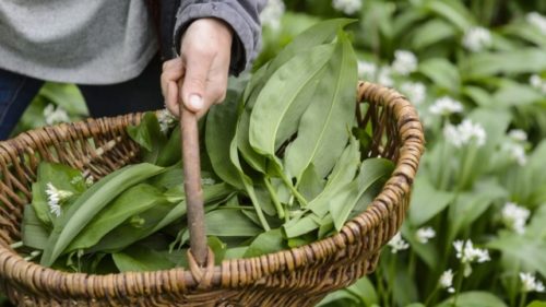 Forage6-640x360